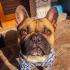 camilloilbullo
